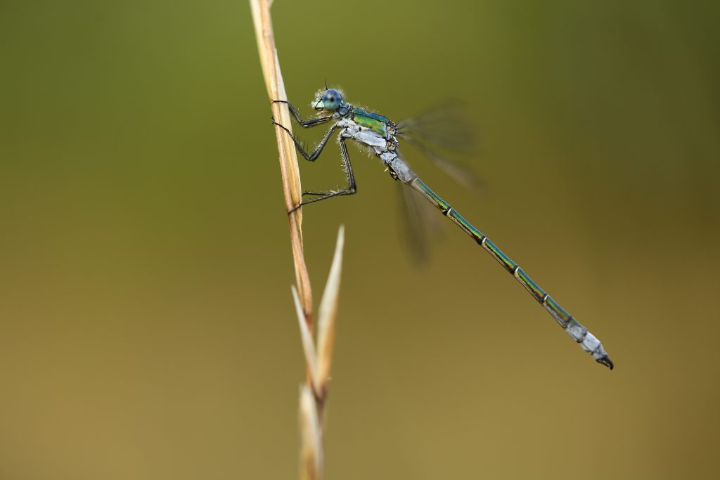 A dragonfly insect, the zygopter is a carnivorous insect.