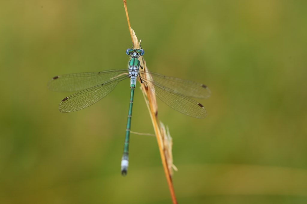 Damsel on grass.