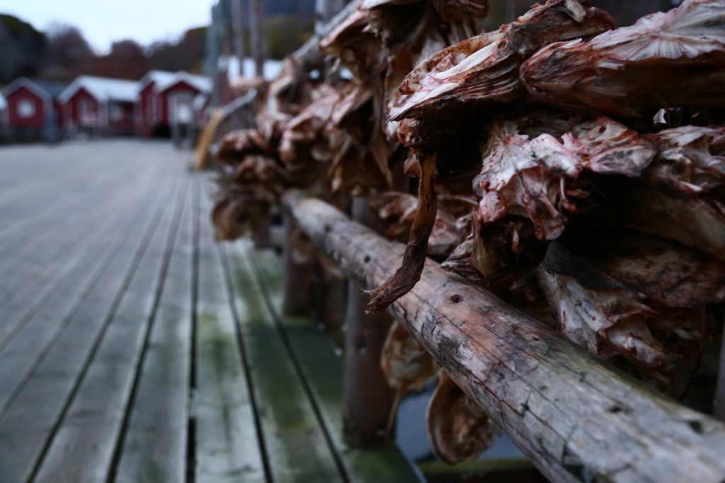Cod hung on the pontoon of Nusfjord