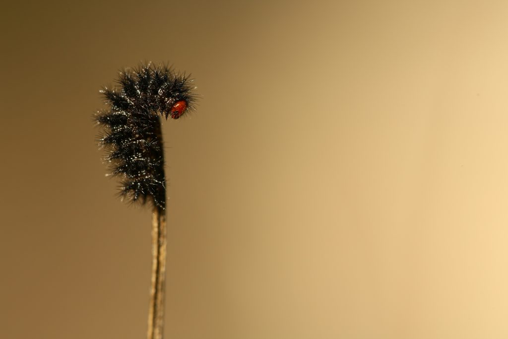 Caterpillar