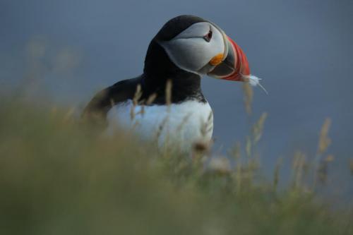 Macareux moine avec une plume