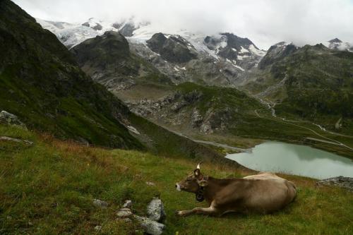 Vache montagnarde Suisse