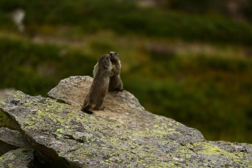 Jeunes marmottes 